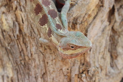 Close-up of lizard on tree trunk