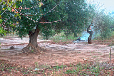 Trees in forest