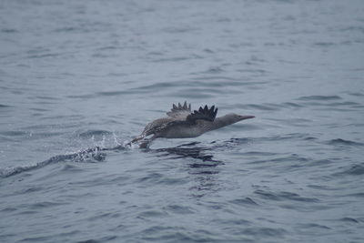 View of birds swimming in sea