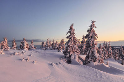 Snow covers lot of ground and trees. magical winter landscape.