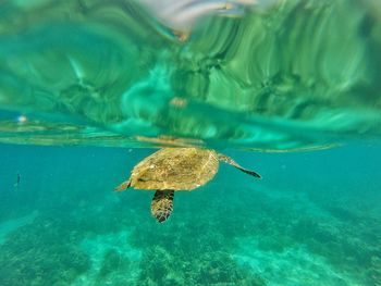 High angle view of turtle swimming in sea