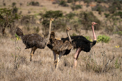 Male common ostrich stands beside two females