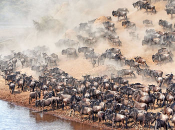 High angle view of wild animals walking on lake