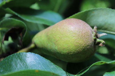 Close-up of fruits growing on tree