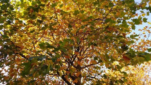 Low angle view of tree