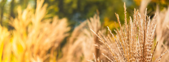 Close-up of wheat growing on field