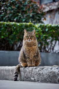 Cat sitting on retaining wall