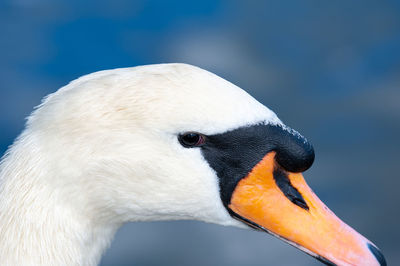 Close-up of swan