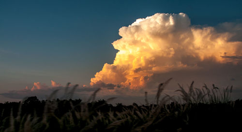 Silhouette plants on field against sky during sunset