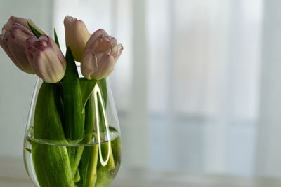 Bouquet of pink tulips in glass vase on wooden table near the window