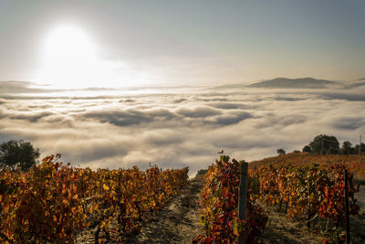 Scenic view of land against sky