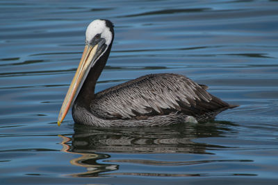 Pelican swimming in lake