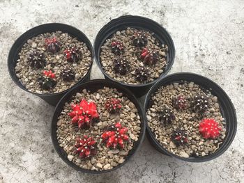 High angle view of various fruits in bowl