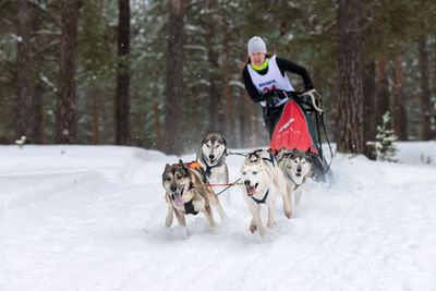 Dog running on snow covered tree