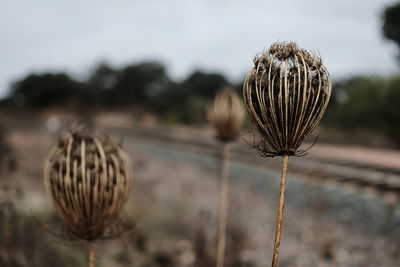 Close-up of dried plant on field