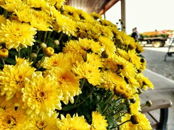 Close-up of yellow flower