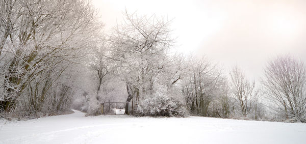 Bare trees on snow covered land against sky