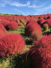 Red flowering plants on land against sky