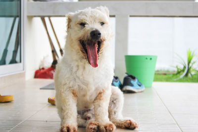 Portrait of a dog