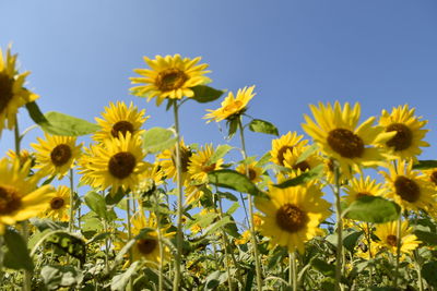 Close-up of sunflowers on field against clear sky