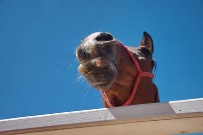 Low angle view of horse against blue sky