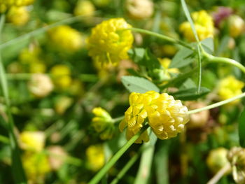 Close-up of yellow flowering plant