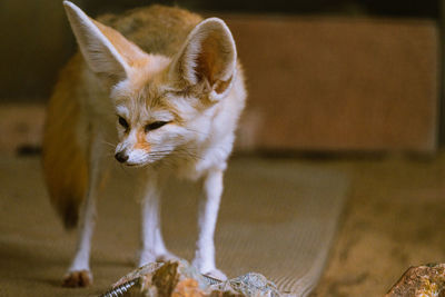 Close-up of a cat looking away