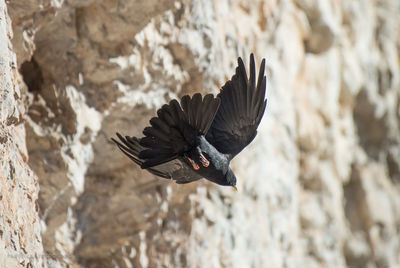 Bird flying over rock