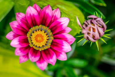 Close-up of pink flower blooming outdoors