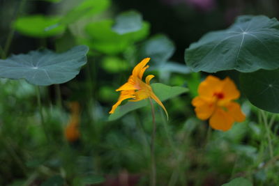 Close-up of yellow flowering plant