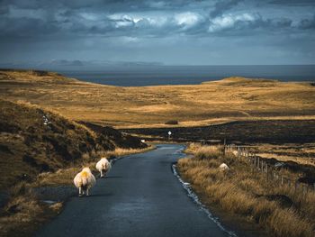 View of dog on road against sky