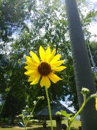Low angle view of yellow flowering plants against sky