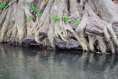 View of tree trunk in lake