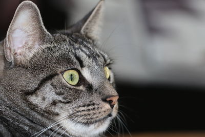 Close-up of a cat looking away