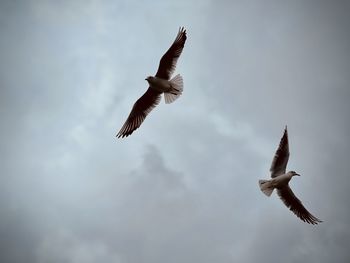 Low angle view of seagull flying