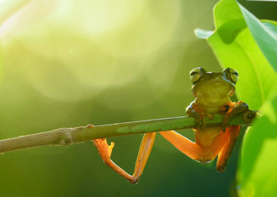 Close-up of insect on leaf