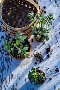 High angle view of potted plants in basket on table