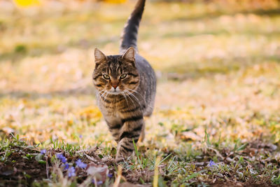 Portrait of cat sitting on field