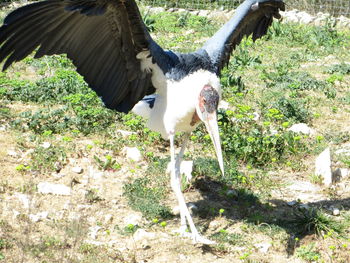 Close-up of a bird in a field