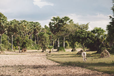 Cow grazing on field against trees