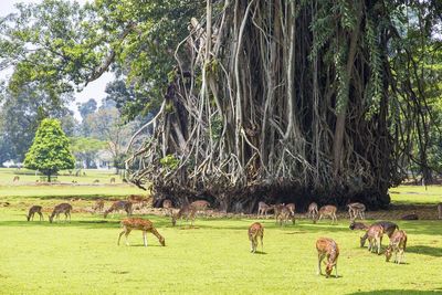 Horses grazing on field