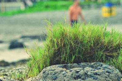 Plant growing on rock