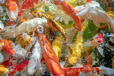 Close-up of fish swimming in sea