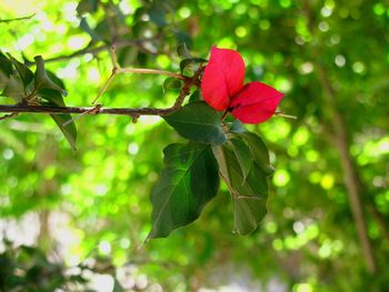 Close-up of red leaves on branch