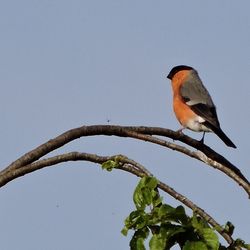 Low angle view of bird perching on branch against sky