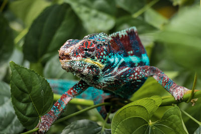 Close-up of chameleon on plant