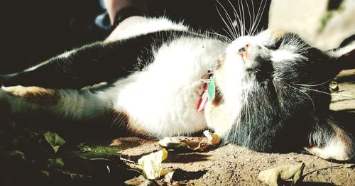 Close-up of cat lying down