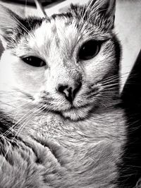 Close-up portrait of cat