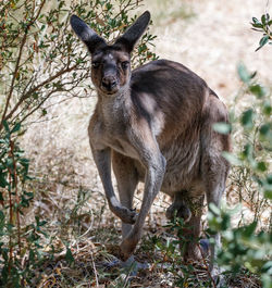 Portrait of giraffe on tree