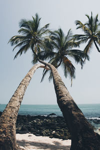 Palm tree by sea against clear sky